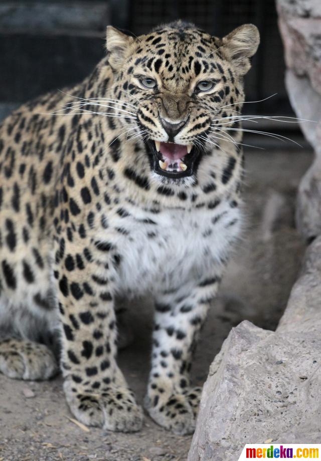  Foto  Amur leopard  kucing besar yang terancam punah 