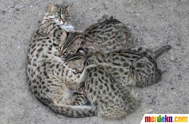 hewan indonesia yang sudah punah Foto Amur leopard kucing besar yang terancam punah 