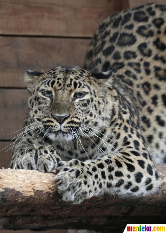  Foto  Amur leopard  kucing besar yang terancam punah 