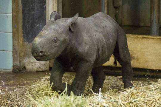 Bayi badak anggota baru kebun binatang Berlin