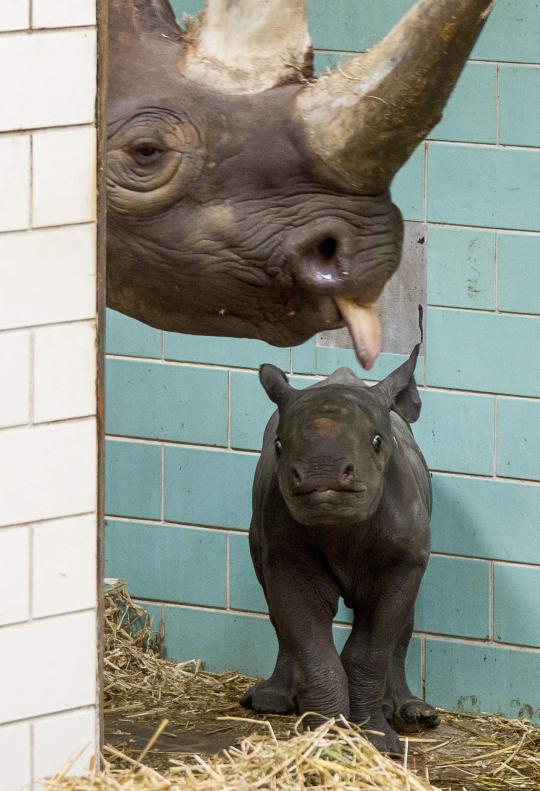 Bayi badak anggota baru kebun binatang Berlin