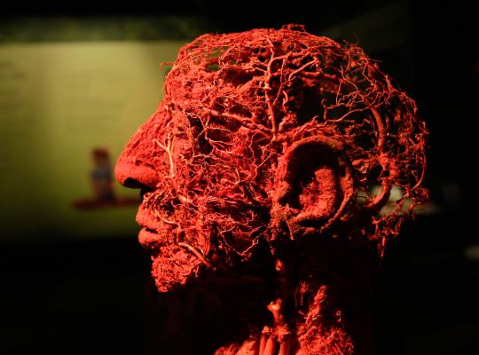 Pameran tubuh manusia plastinated (2)