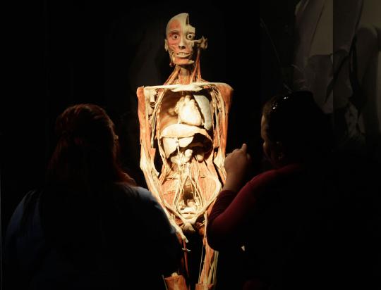 Pameran tubuh manusia plastinated (2)