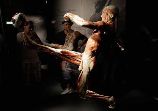 Pameran tubuh manusia plastinated (2)