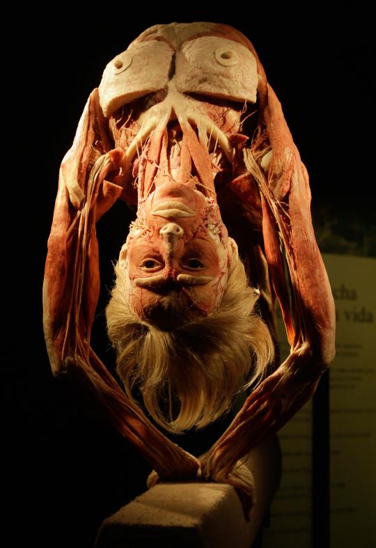 Pameran tubuh manusia plastinated (2)