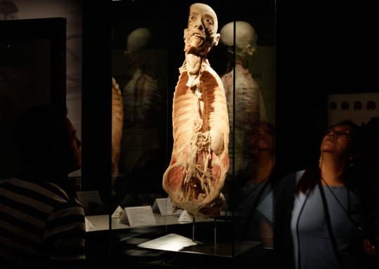 Pameran tubuh manusia plastinated (2)