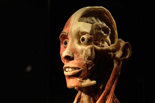 Pameran tubuh manusia plastinated (2)