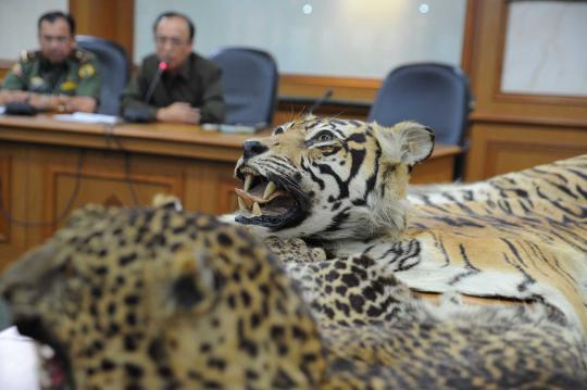 Kemenhut sita kulit harimau yang diperdagangkan