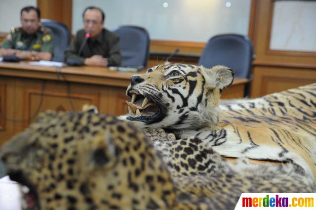 Foto : Kemenhut sita kulit harimau yang diperdagangkan 