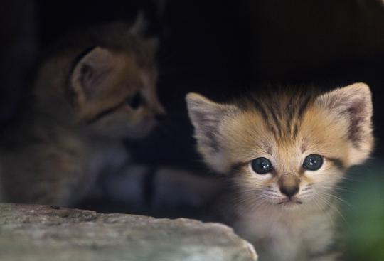 Foto kucing gurun langka