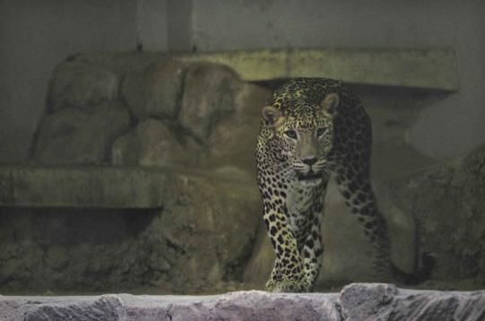 Libur lebaran, ribuan warga padati kebun binatang Ragunan