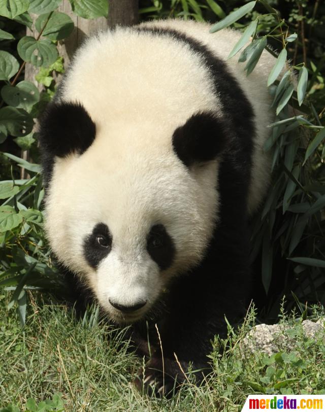 Foto : Perayaan ulang tahun ke 2 Fu Hu, bayi panda raksasa 