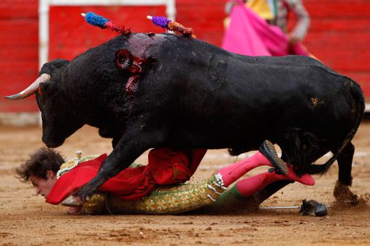 Aksi matador kewalahan saat hadapi banteng