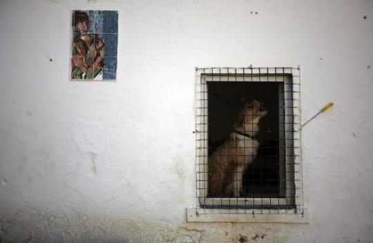 Pusat perlindungan anjing terlantar di Portugal