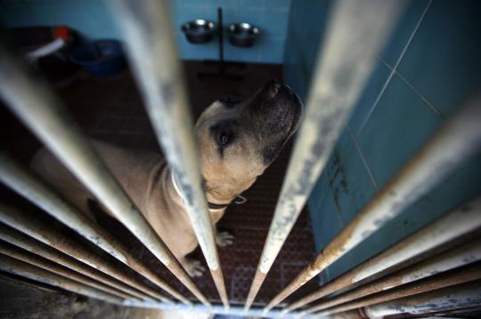 Pusat perlindungan anjing terlantar di Portugal