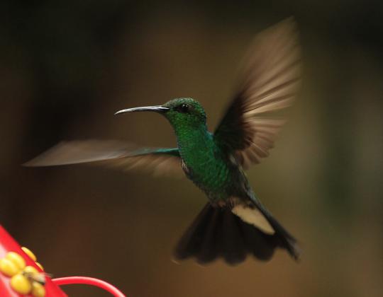 Cantiknya burung penghisap madu