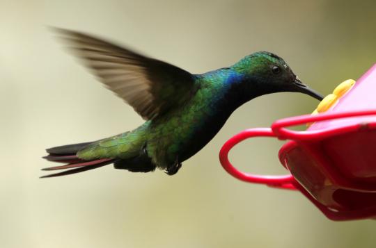 Cantiknya burung penghisap madu