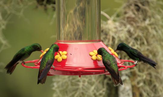 Cantiknya burung penghisap madu