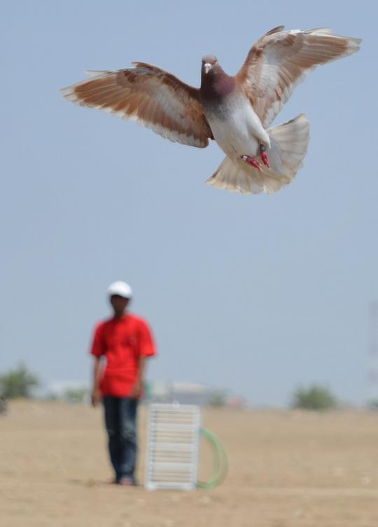 Melatih burung merpati balap 