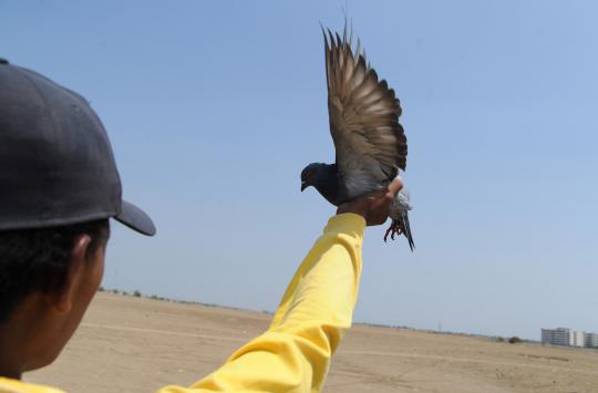 Melatih burung merpati balap 