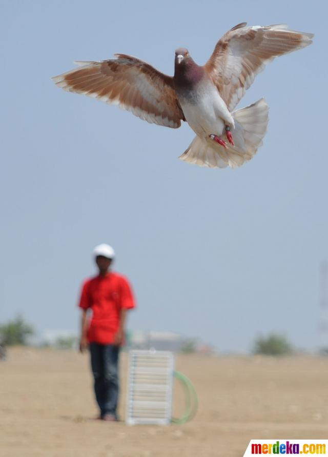 Foto : Melatih burung merpati balap  merdeka.com