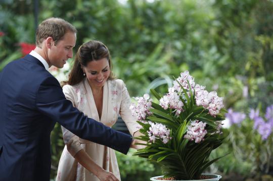 William dan Kate dijadikan nama bunga Anggrek 