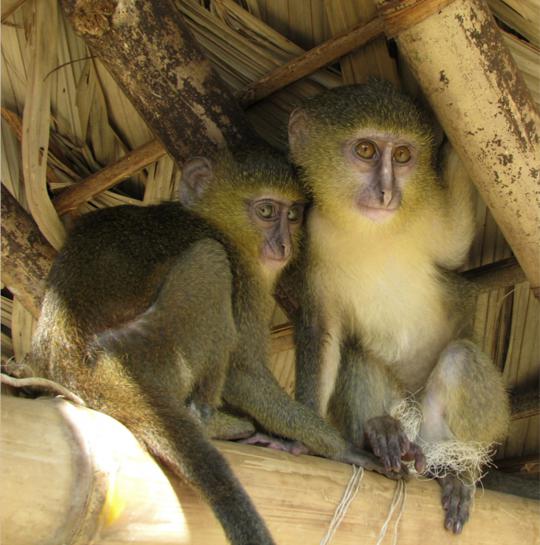 Penemuan spesies monyet baru