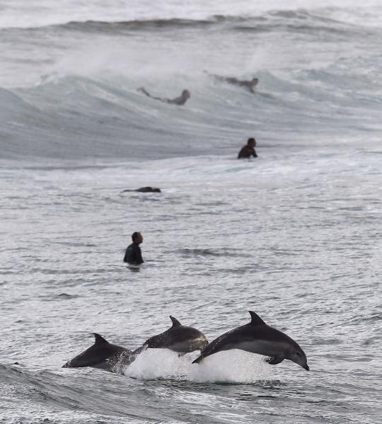 Berselancar bersama lumba-lumba di pantai Bondi