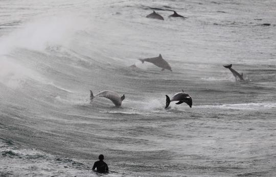 Berselancar bersama lumba-lumba di pantai Bondi