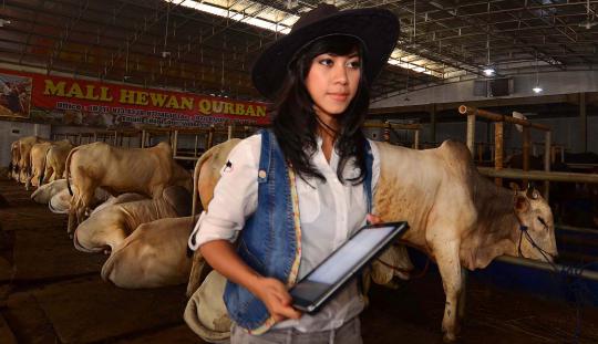 Koboi cantik penjaja sapi kurban