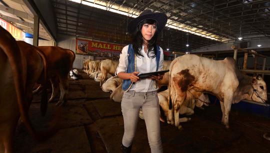 Koboi cantik penjaja sapi kurban