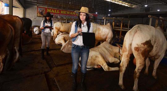 Koboi cantik penjaja sapi kurban
