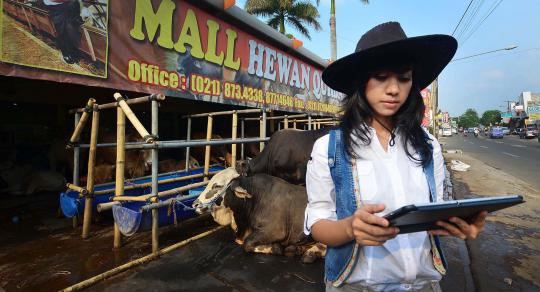 Koboi cantik penjaja sapi kurban