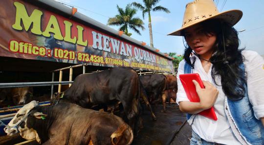 Koboi cantik penjaja sapi kurban