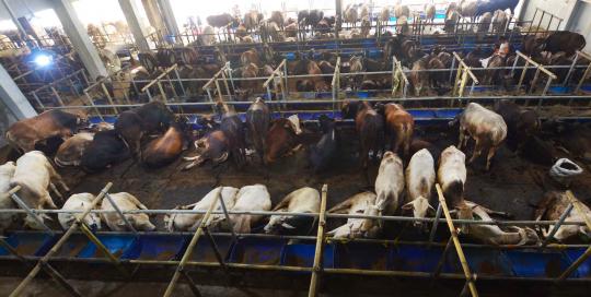 Koboi cantik penjaja sapi kurban