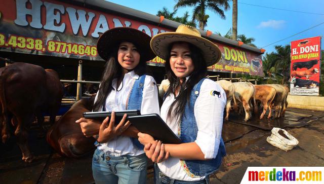 Foto : Koboi cantik penjaja sapi kurban merdeka.com