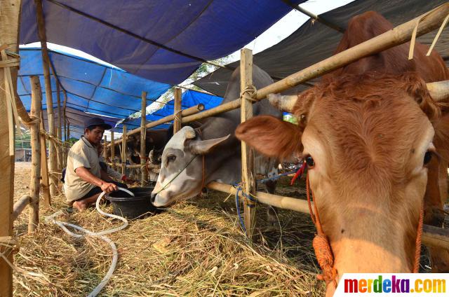 Foto : Penjaja sapi kurban di kawasan Kuningan Jakarta 