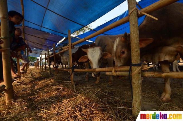 Foto : Penjaja sapi kurban di kawasan Kuningan Jakarta 