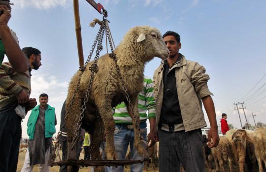 Penjualan hewan kurban di belahan dunia jelang Idul Adha