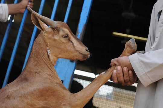 Penjualan hewan kurban di belahan dunia jelang Idul Adha