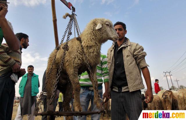 Foto : Penjualan hewan kurban di belahan dunia jelang Idul 