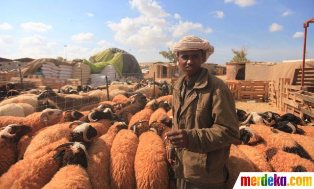 Foto : Penjualan hewan kurban di belahan dunia jelang Idul 