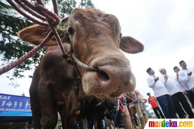 Foto : Partai Demokrat kurban 24 ekor sapi merdeka.com