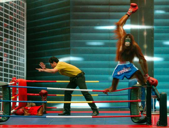 Tingkah lucu hewan narsis , Orangutan pukul KO lawannya
