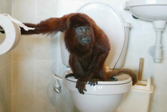 Tingkah lucu hewan narsis , Orangutan pukul KO lawannya