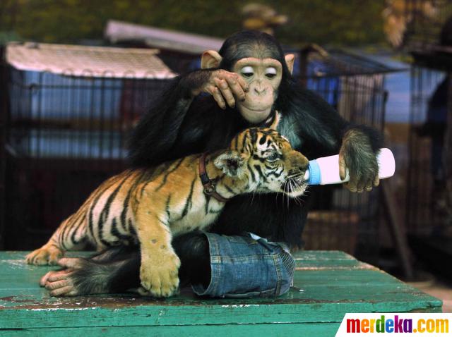 Foto : Tingkah lucu hewan narsis , Orangutan pukul KO ...