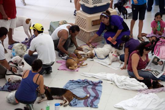 Ribuan kucing & anjing diberi vaksin rabies