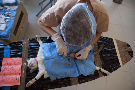 Ribuan kucing & anjing diberi vaksin rabies