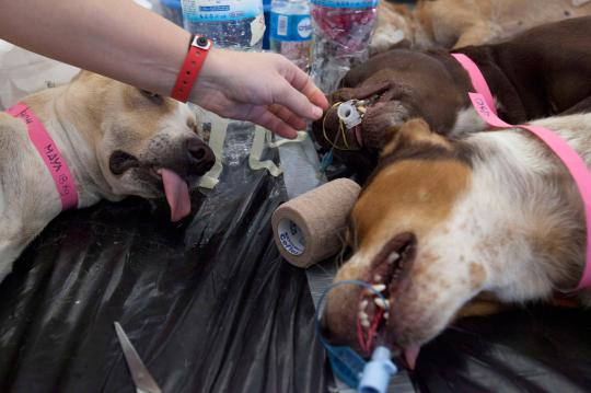 Ribuan kucing & anjing diberi vaksin rabies