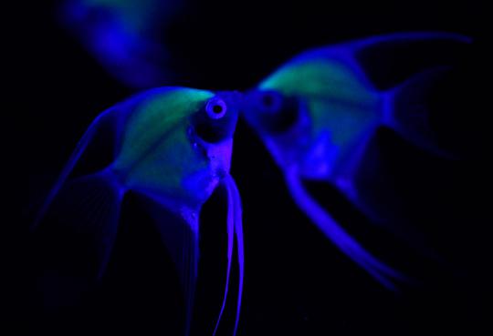 Ikan-ikan ini bisa bercahaya di kegelapan